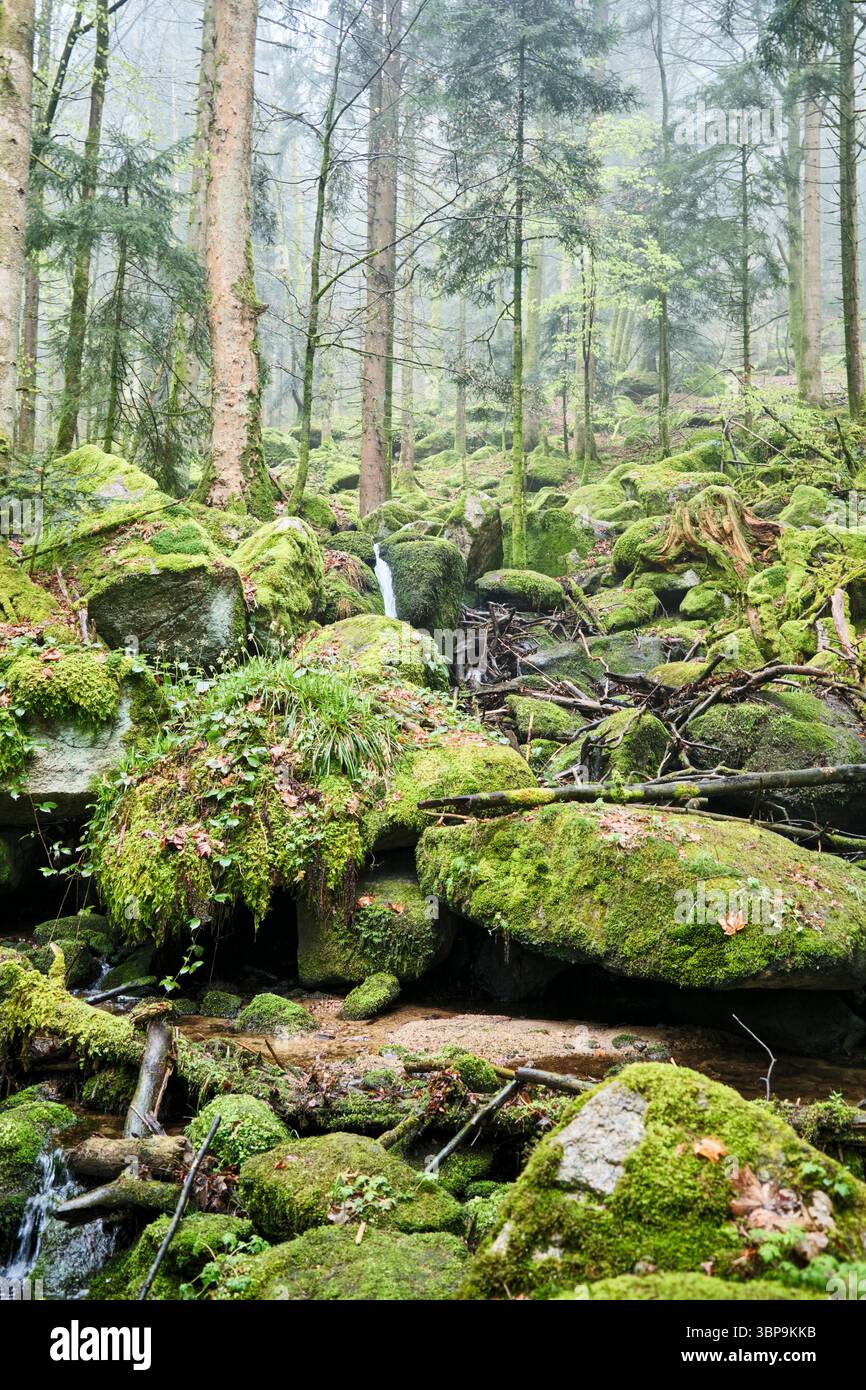 Small Forest Rocks Lush green forest with moss-covered rocks and a small stream flowing ...