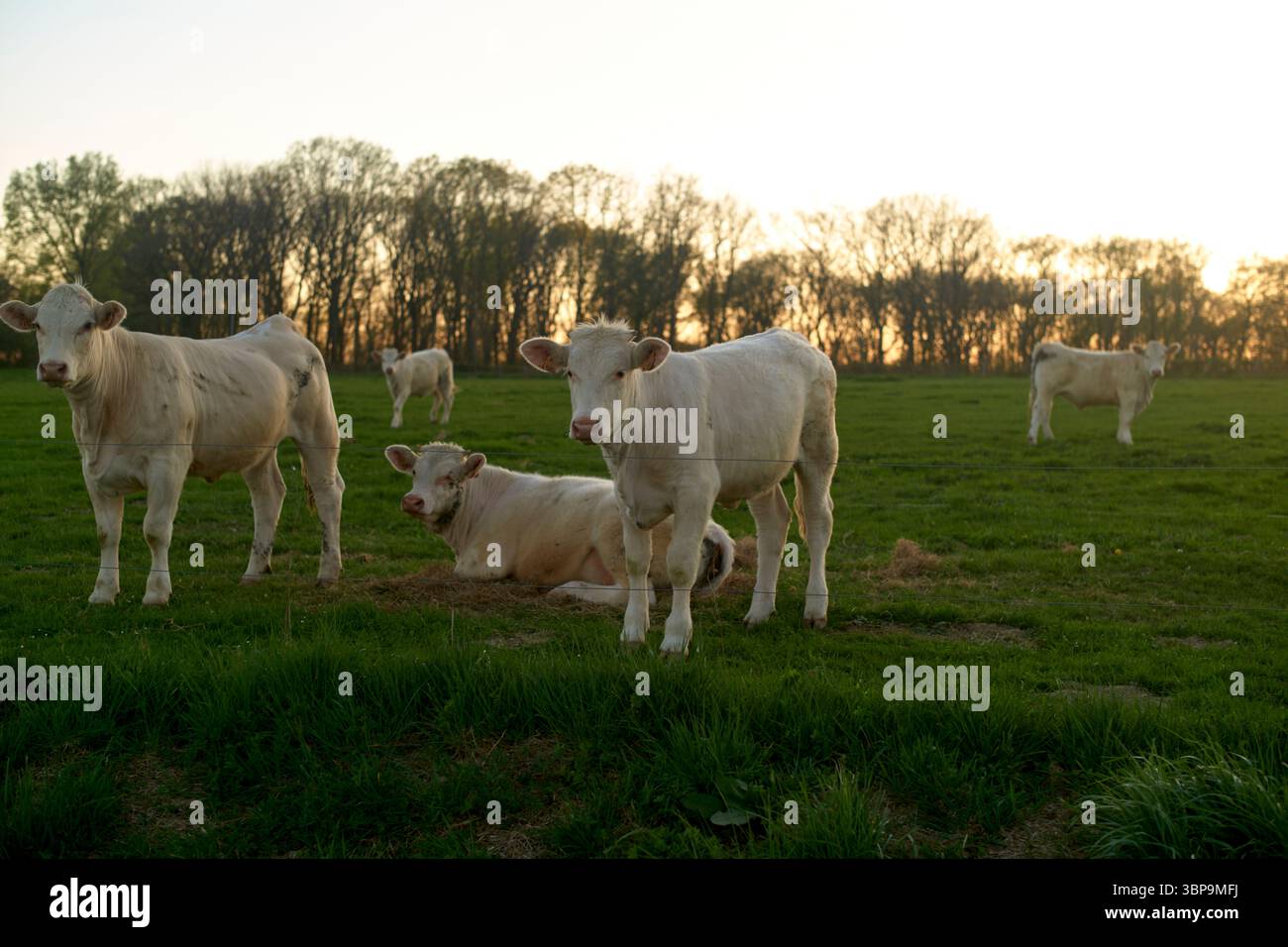 Cattle grazing peacefully in a lush green field at sunset with trees in ...