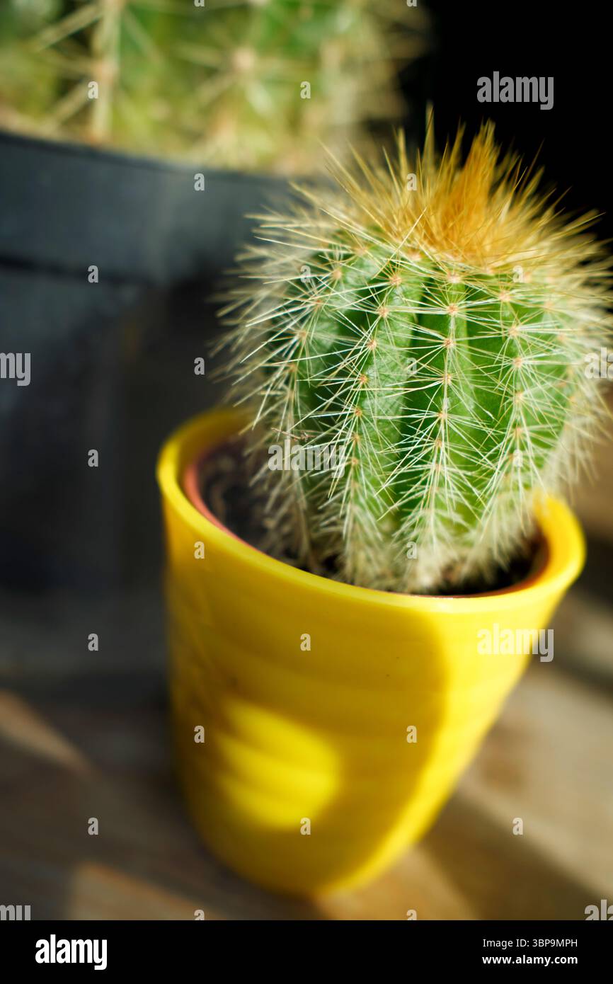 Bright yellow pot with a round green cactus with sharp spines in sunlight. Stock Photo