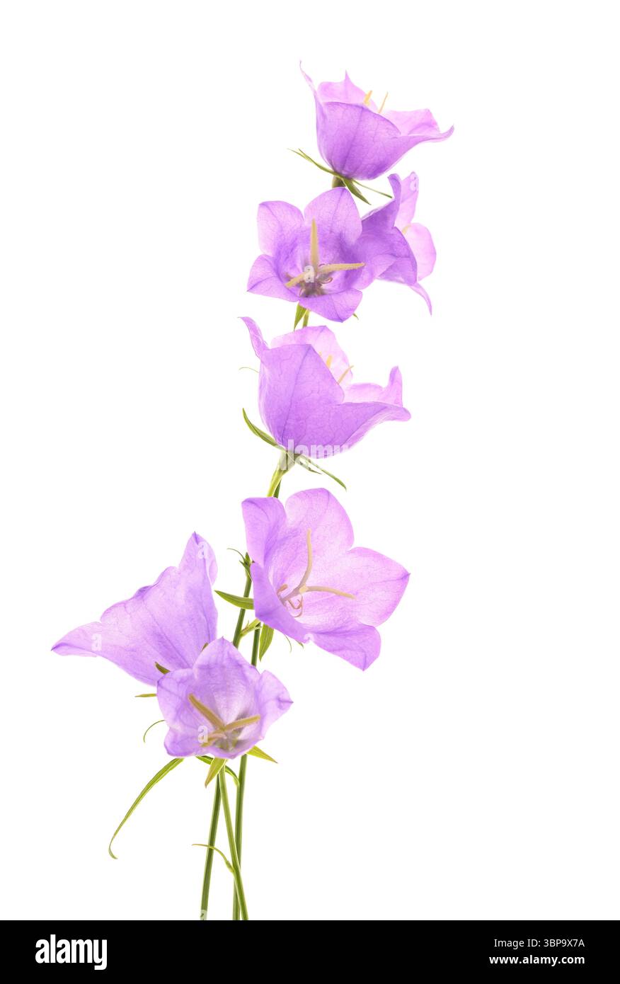 Peach leaf bellflowers isolated on white. Stock Photo