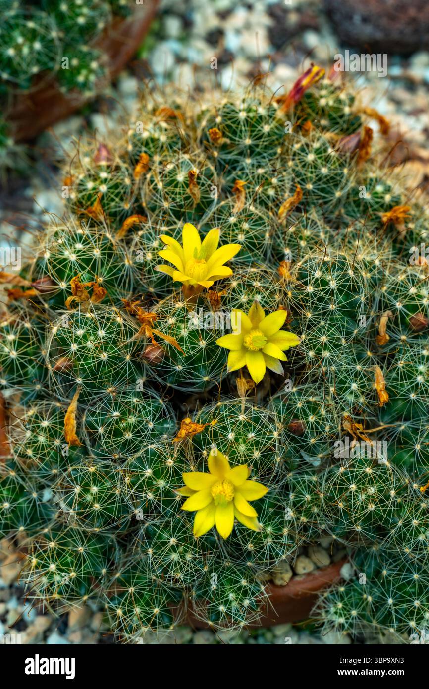 Mammillaria surculosa hi-res stock photography and images - Alamy