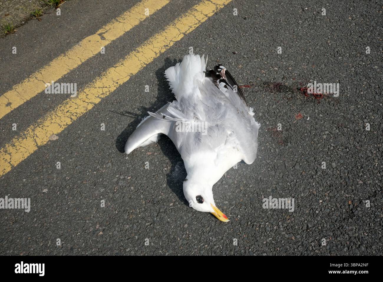 Dead sea gull on road in Wales Stock Photo