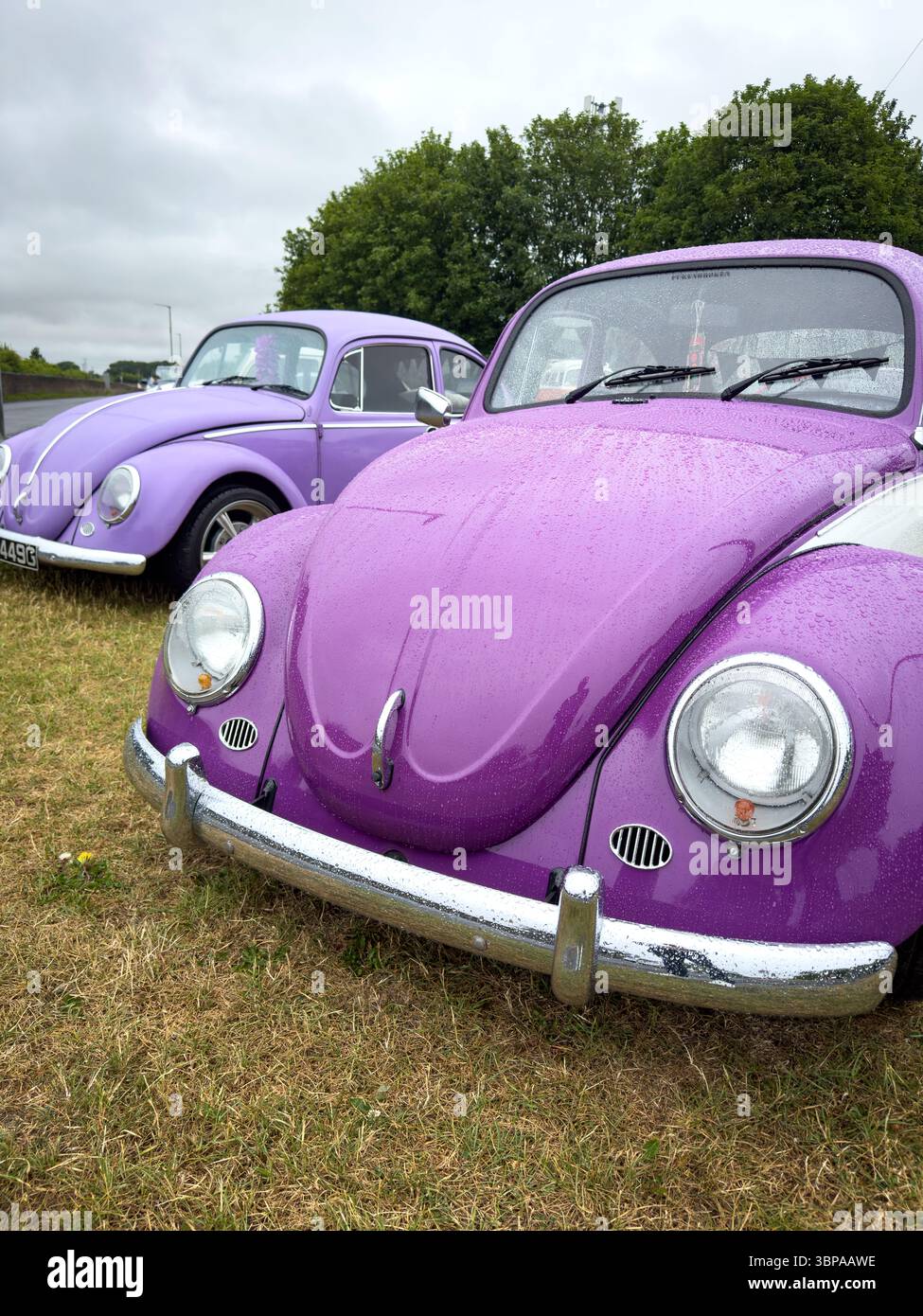 Two vintage purple Volkswagen Beetles parked on grass with trees in the background on a cloudy day - Smartphone Captured Stock Image