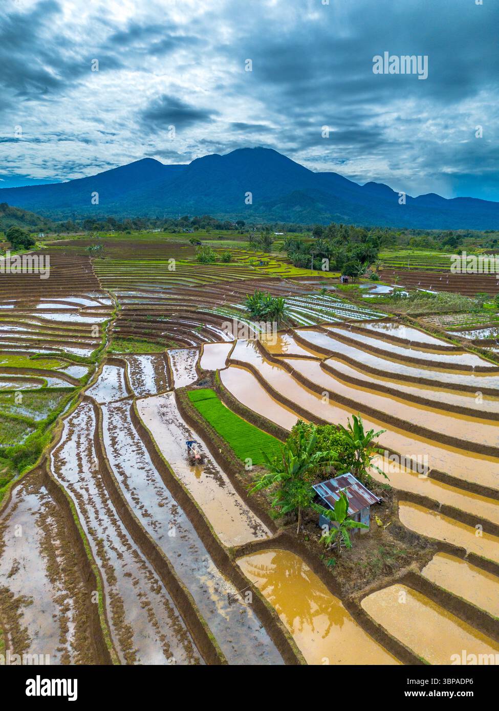 Aerial view of Indonesia's lush rice fields with majestic mountain ...