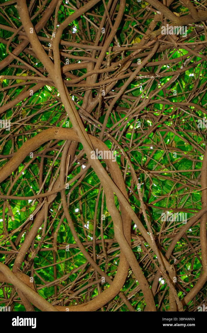 Dense forest thick with leaves hi-res stock photography and images - Alamy