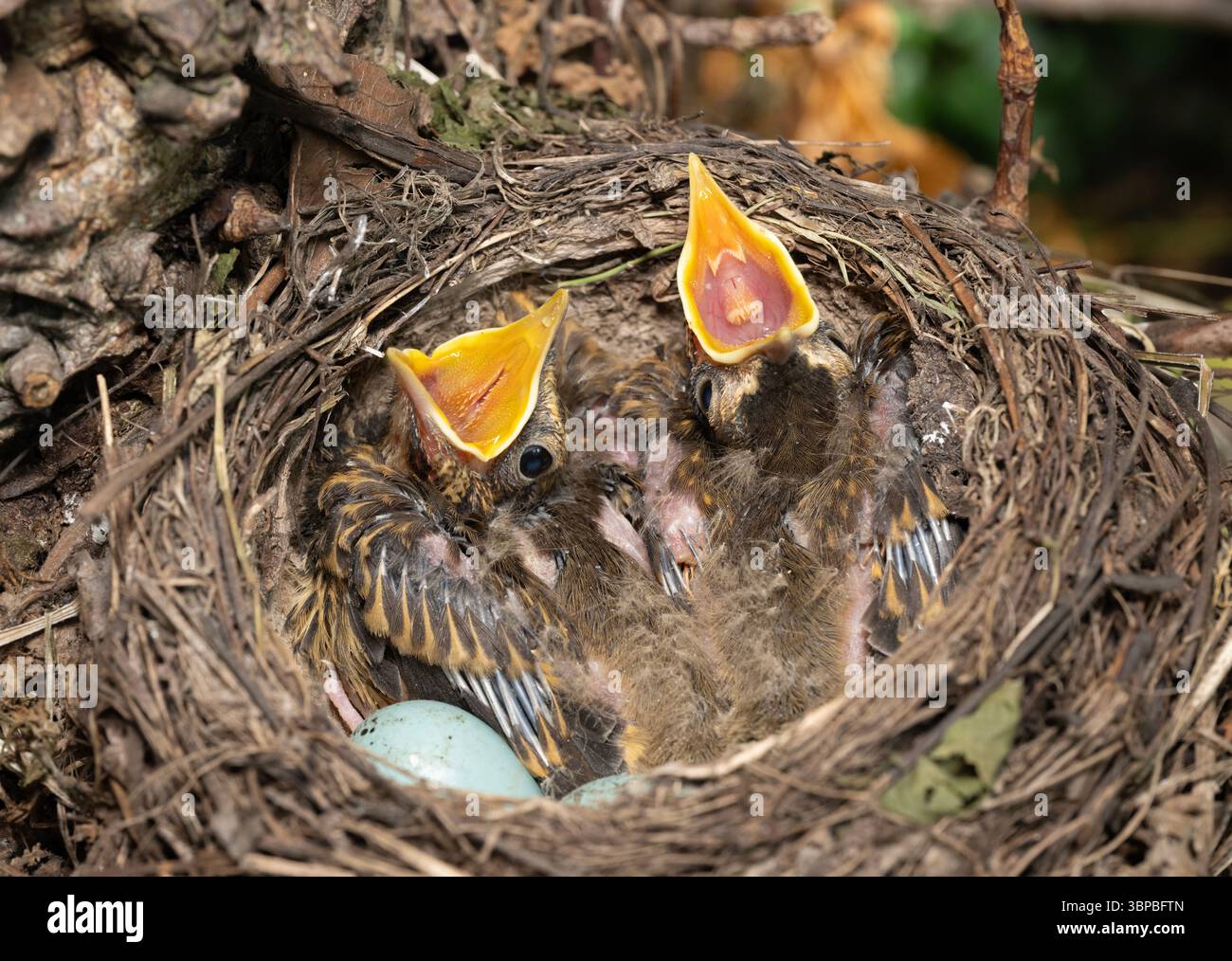 工芸品  birds festive mistle thrush egg Mistle thrush eggs hi-res stock photography and images - Alamy