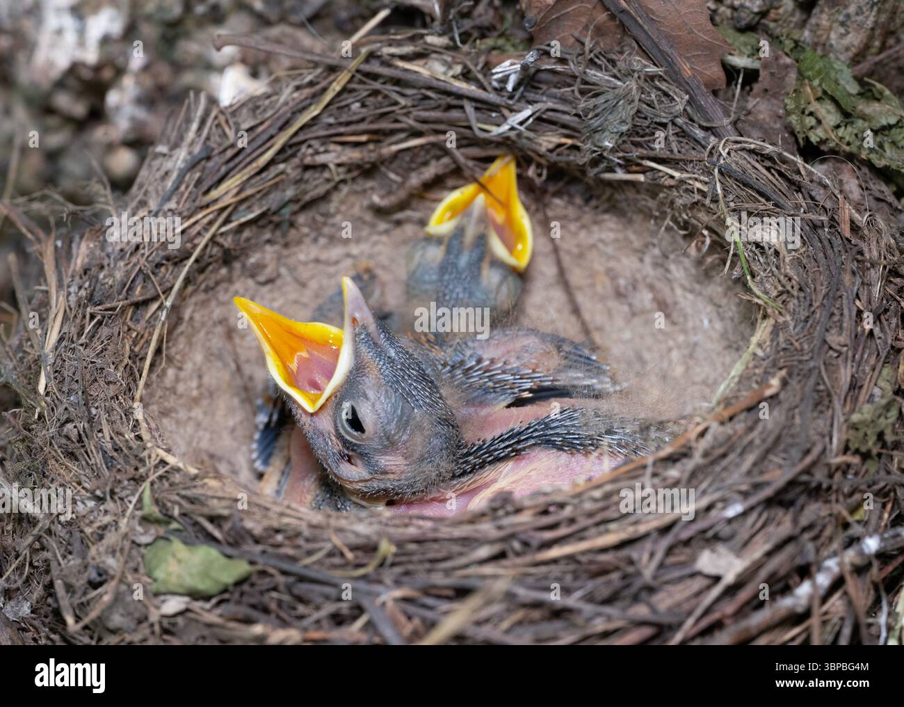 Baby song thrush uk hi-res stock photography and images - Alamy