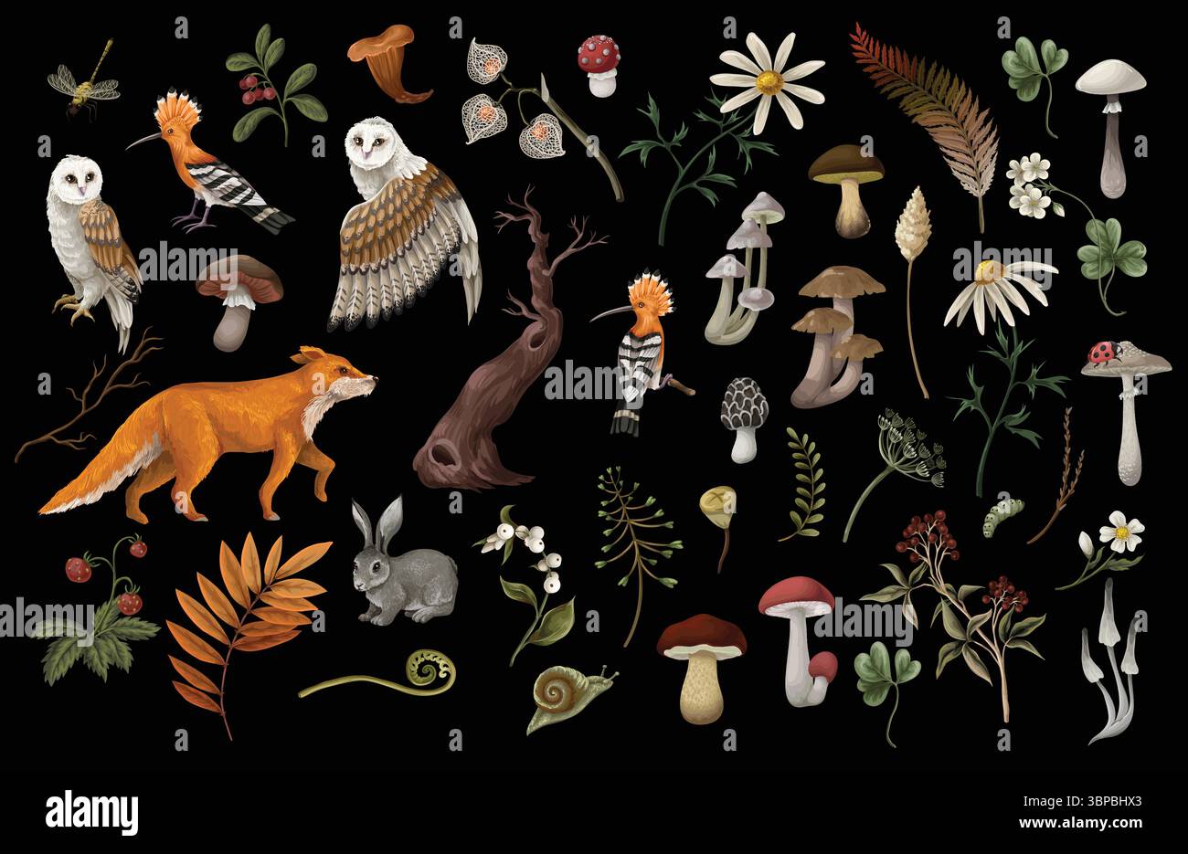 Wood's animals and birds, mushrooms and berries isolated. Vector Stock ...