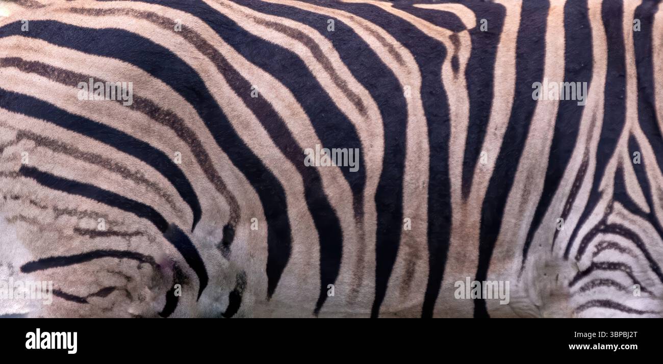 Zebra skin texture. African wild animal white black stripes leather ...