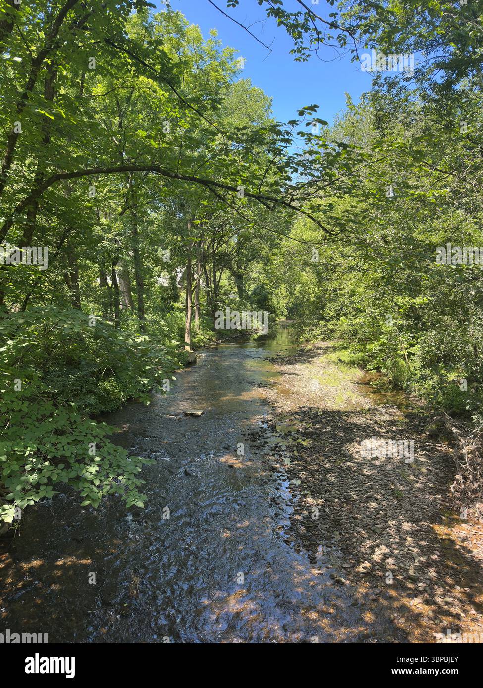 Wissahickon Creek and Forest in Summer Stock Photo