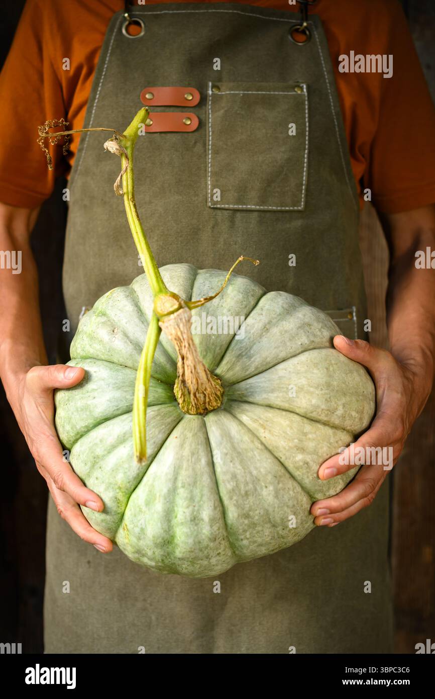 Farmer in garden apron with large green pumpkin on his hands close up. Thanksgiving or Halloween concept. Autumn harvest background Stock Photo