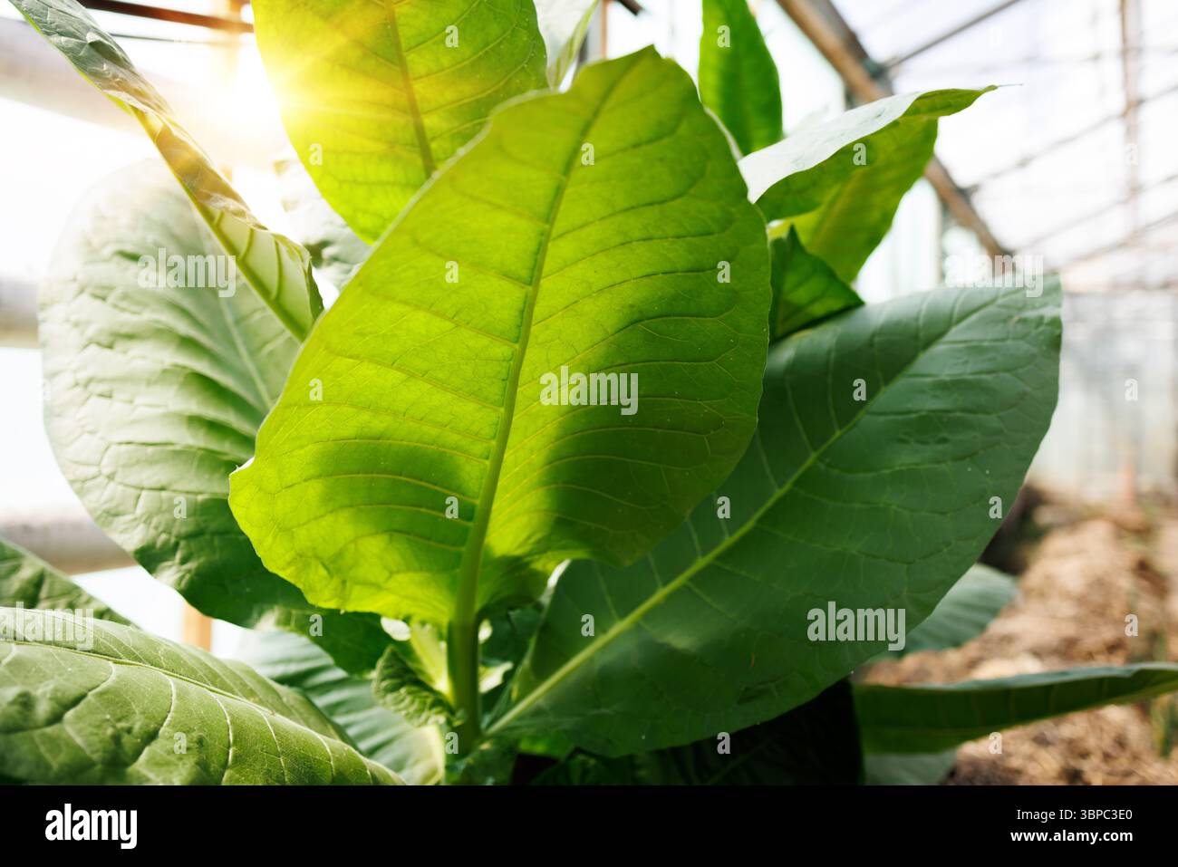 cigarette tobacco seeds GOLDEN BURLEY Tobacco Seeds *FREE Shipping* Fresh & Organic Nicotiana  Tabacum, Burley, Kentucky Tobacco, Virginia Tobacco - Plant Seeds Bulk
