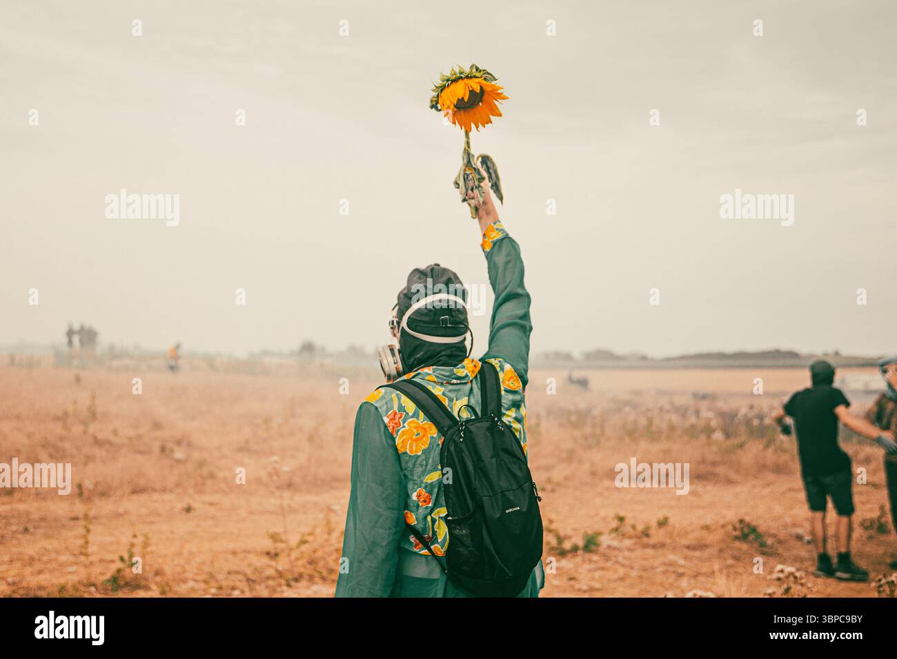 Tournesol Noir Hi res Stock Photography And Images Alamy Tournesol Noir Hi res Stock Photography And Images Alamy