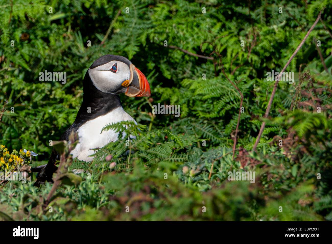 Puffin bird looking above the bracken fern displaying nictitating ...