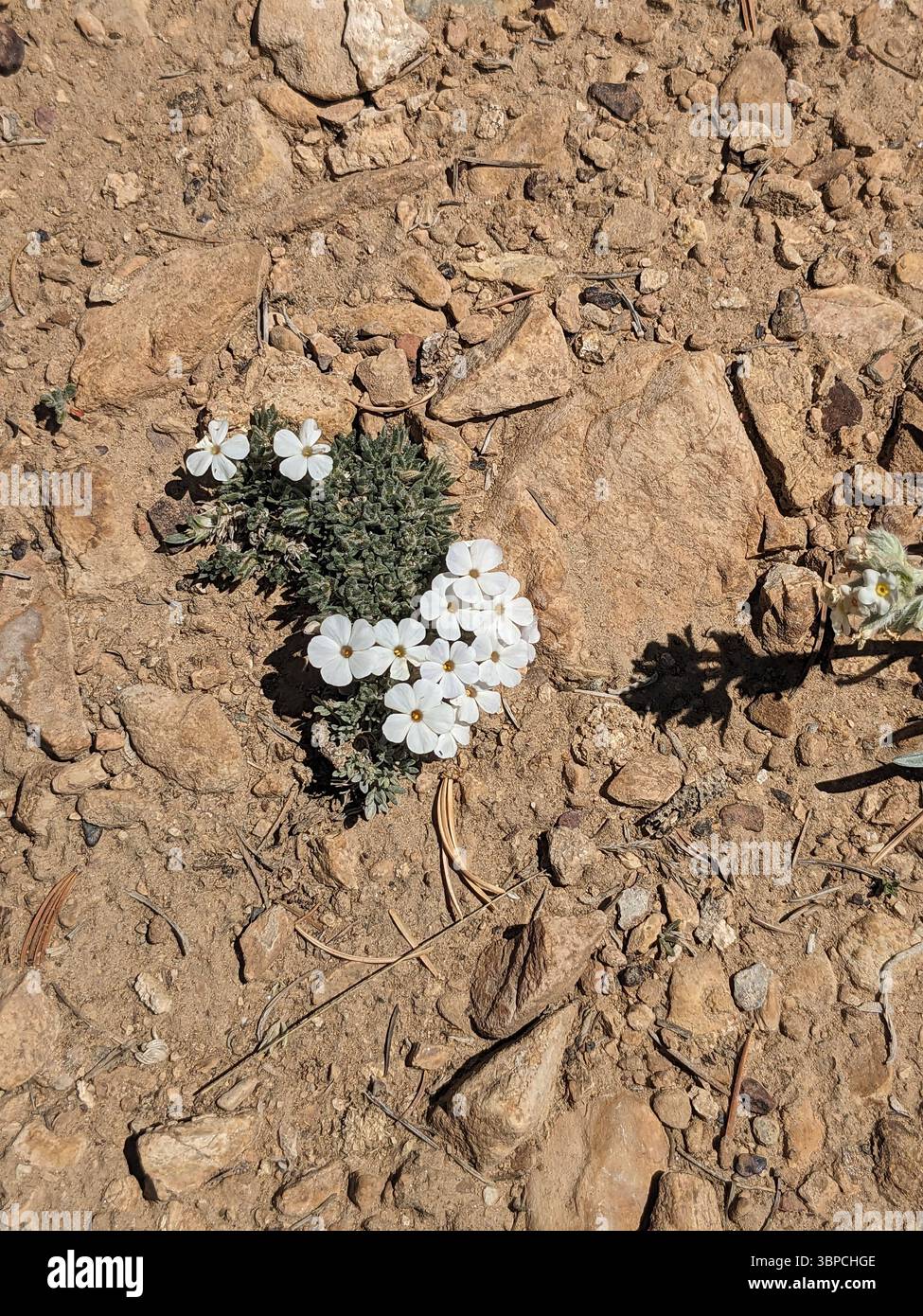 Sierra Phlox, Bristle cone pine forest - Smartphone Captured Stock Image