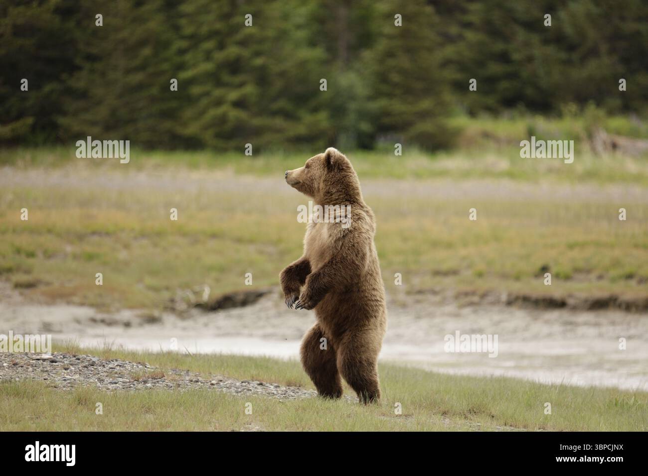 Standing Brown Bear Alaska Stock Photo