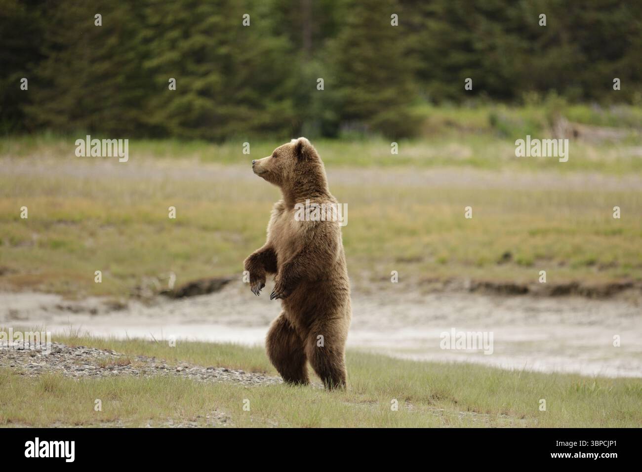 Standing Brown Bear Alaska Stock Photo