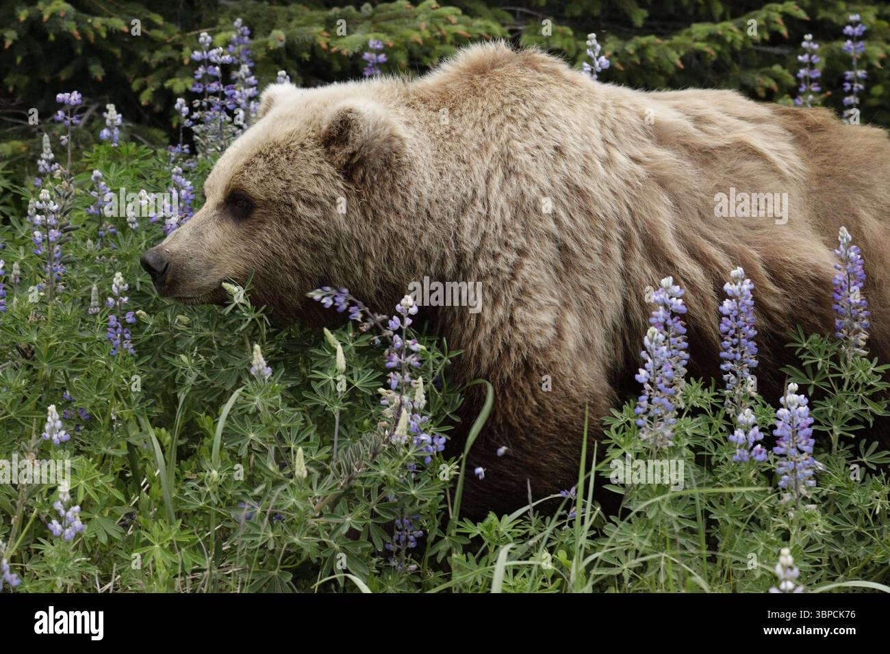 Brown Bear Out For a Walk Stock Photo - Alamy