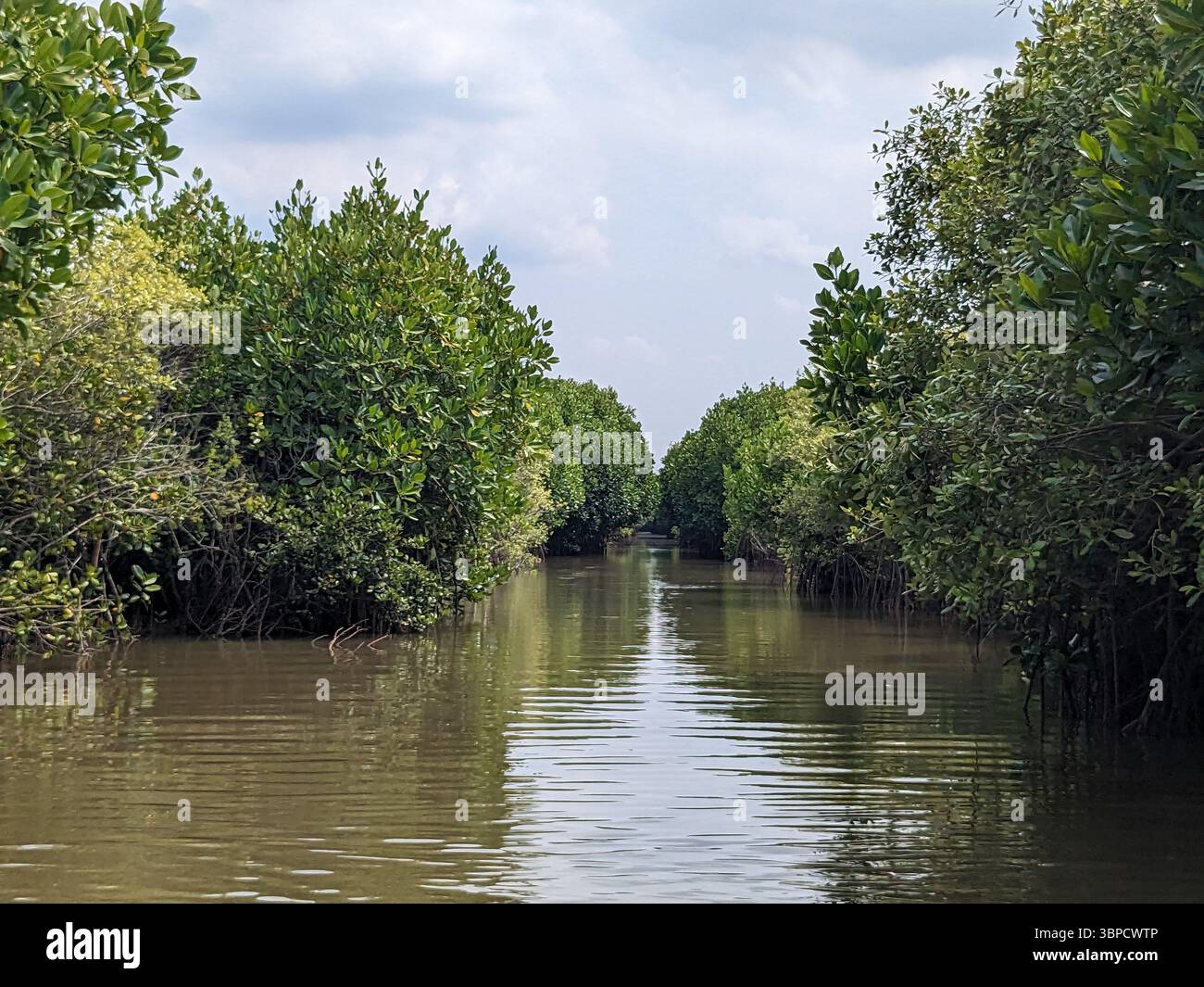 Pichavaram Mangrove Forest, Tamilnadu, India Stock Photo - Alamy