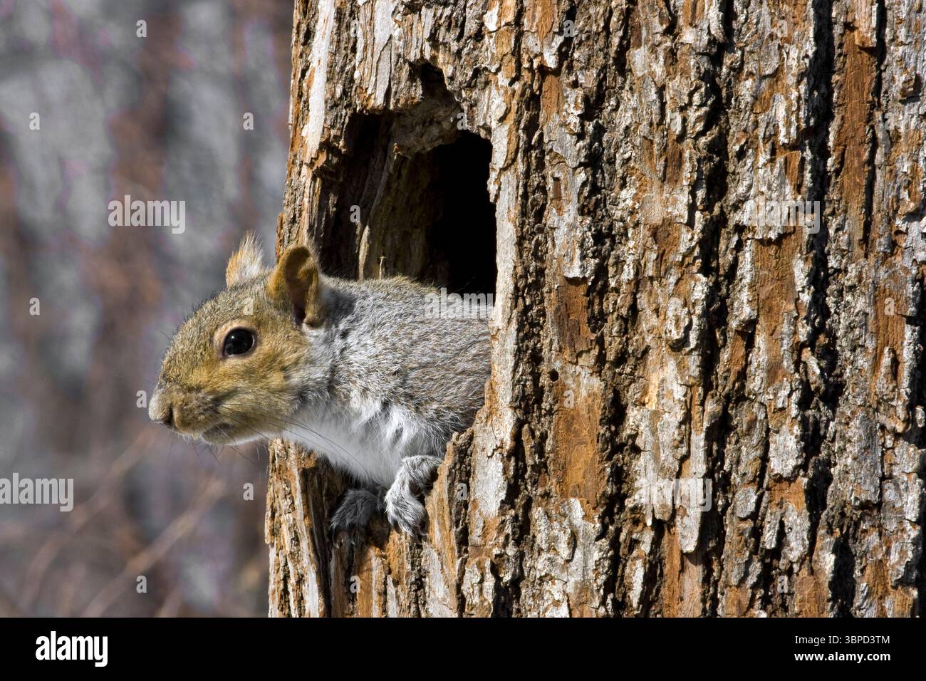 Grey Squirrel peaking out of hollow tree Stock Photo - Alamy