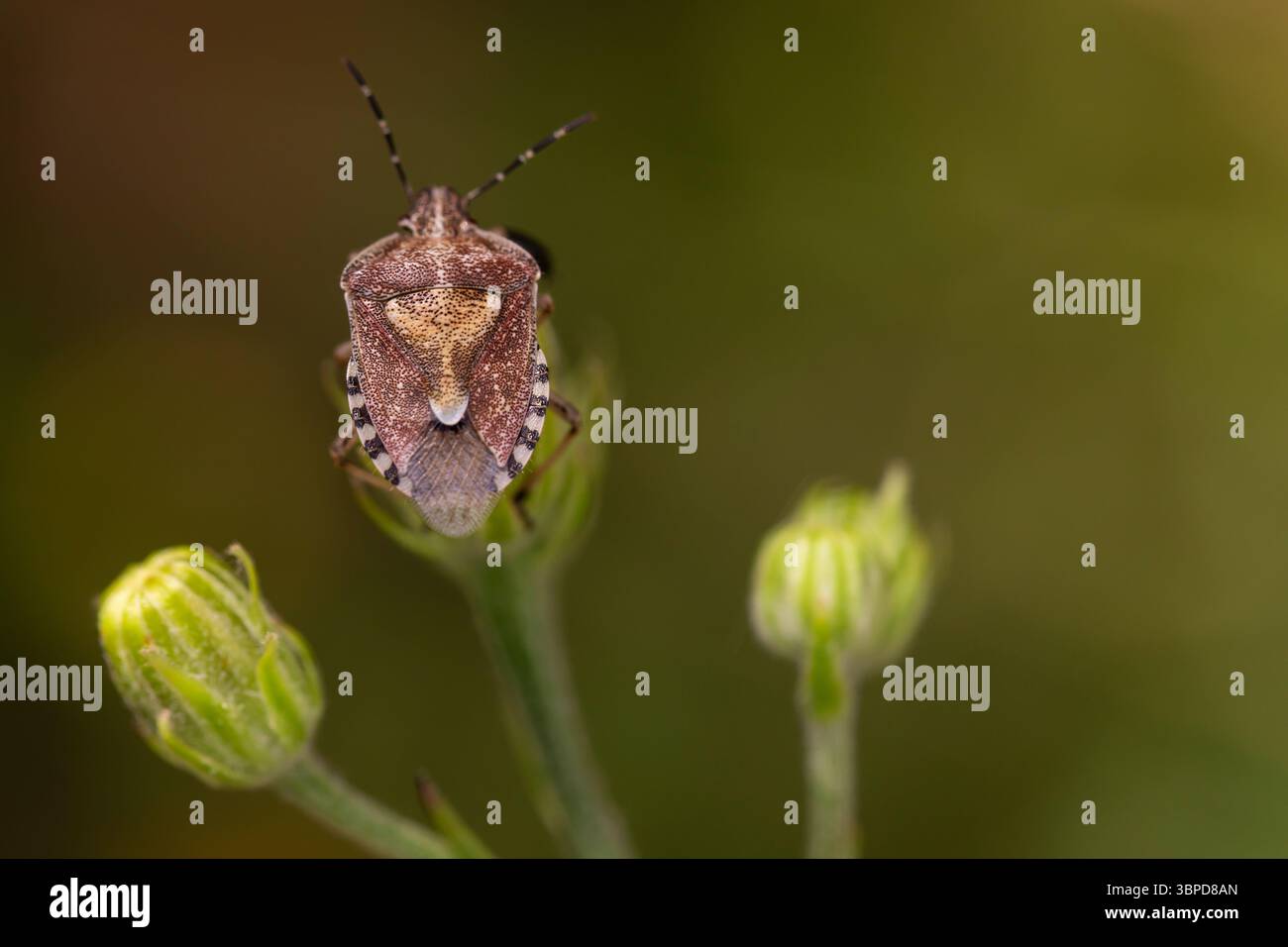 Insect macro close-up of shield bug on green unopened flower buds ...