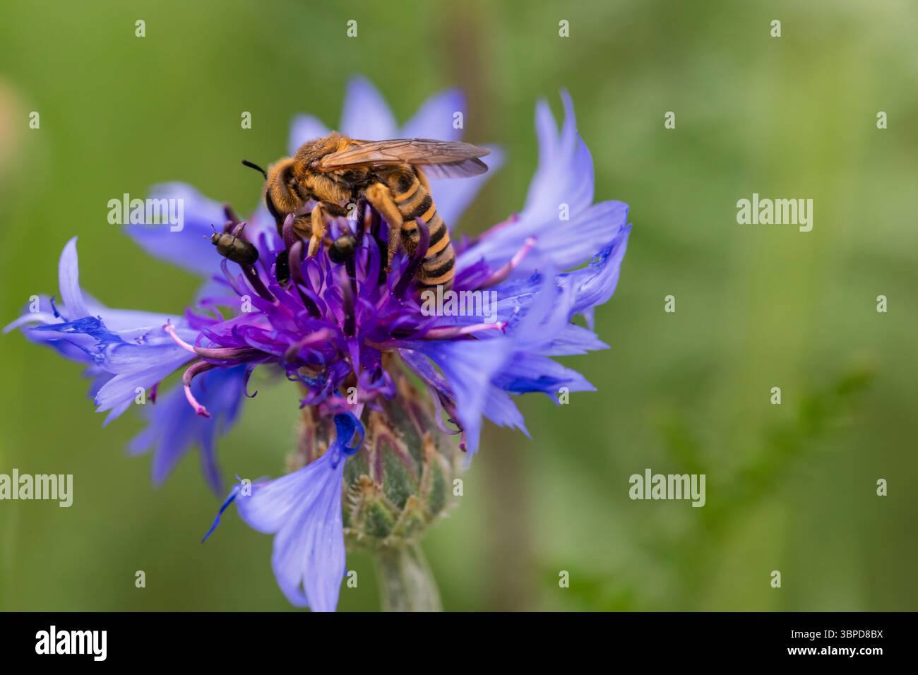 Macro view of honeybee on cornflower blossom, insect pollination ...