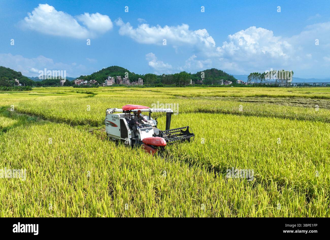 Farmers harvest rice in the field in Whzhou City, south China's Guangxi ...