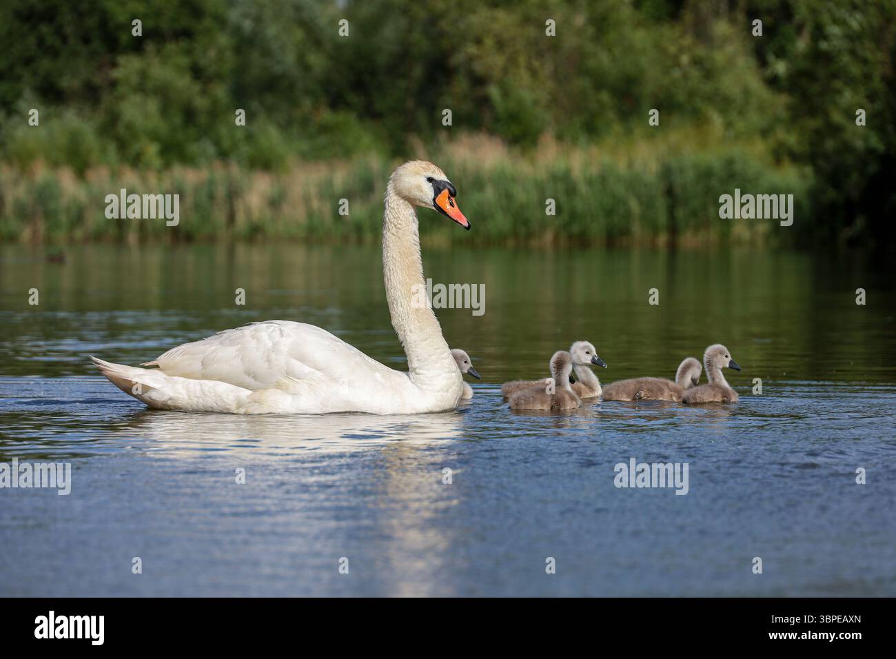White swan with cygnets on summer lake. Chicks swimming in water Stock ...