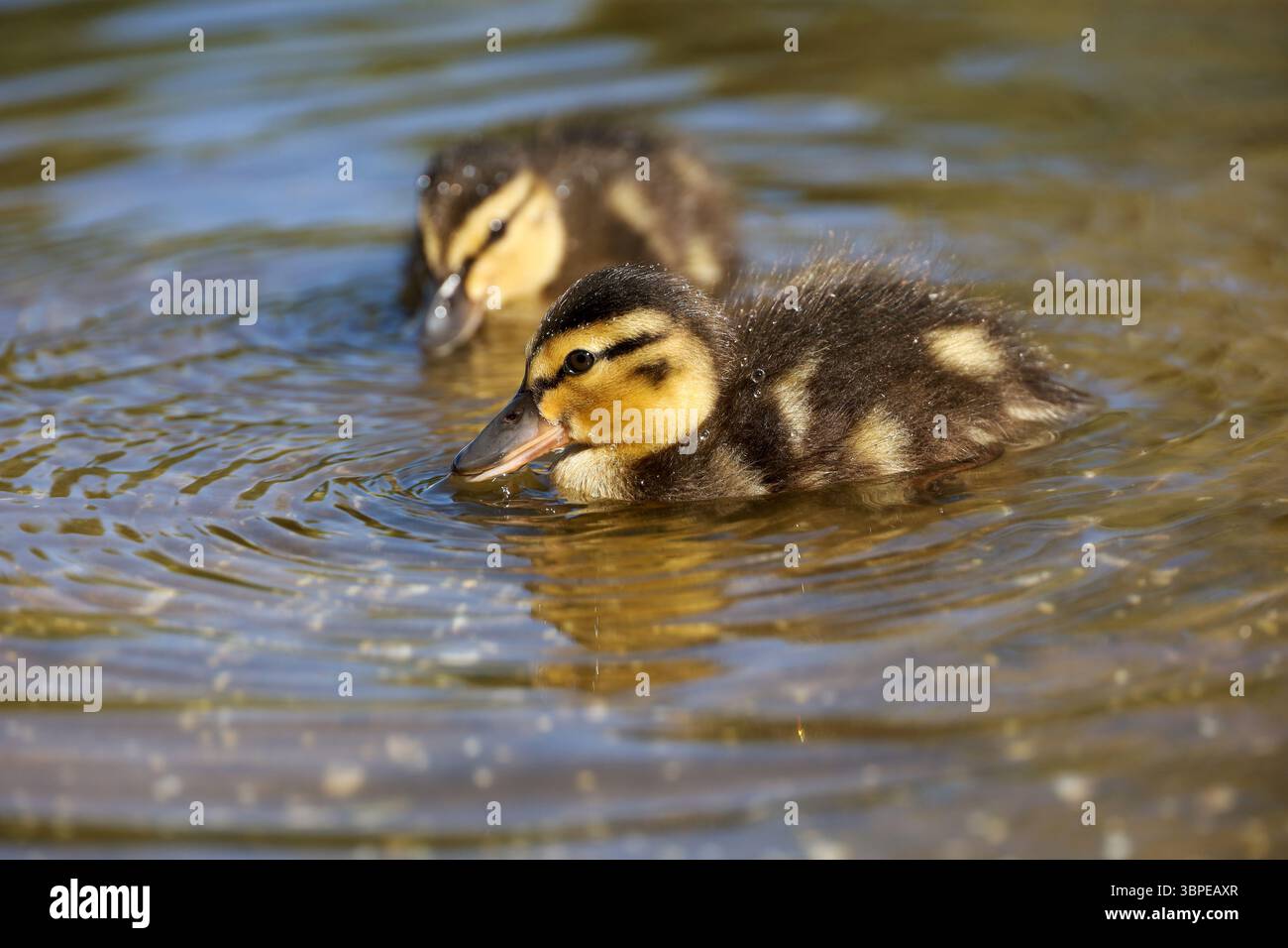 Mallard ducklings swimming in water. Baby ducks on summer lake Stock ...