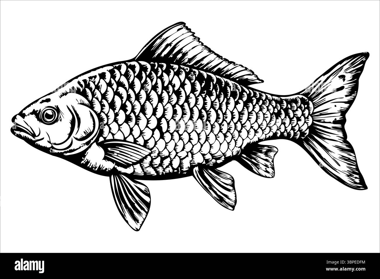 Common carp animal Stock Vector Images - Alamy