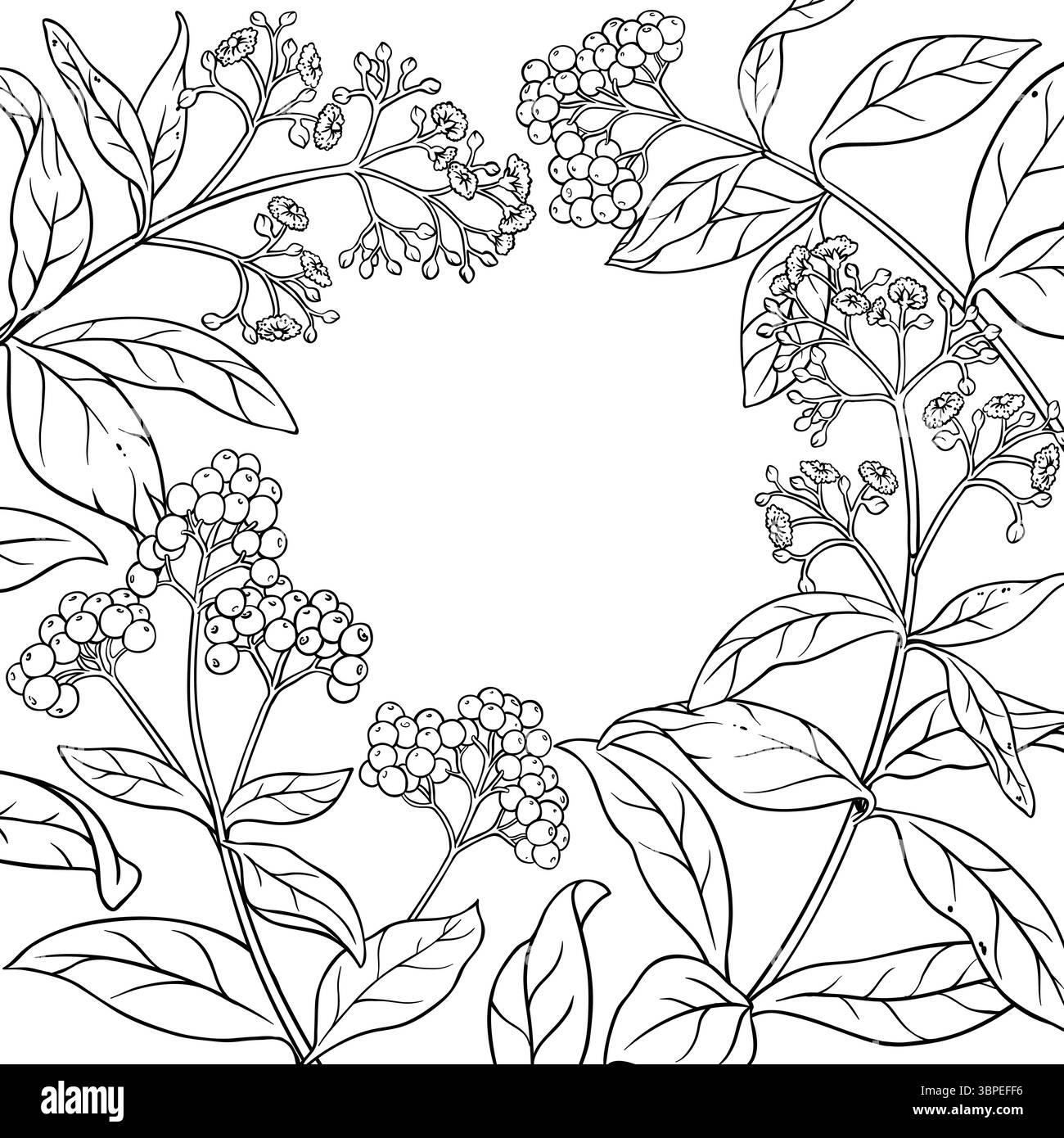 Allspice Branch with Berries Outline Frame. Stock Vector