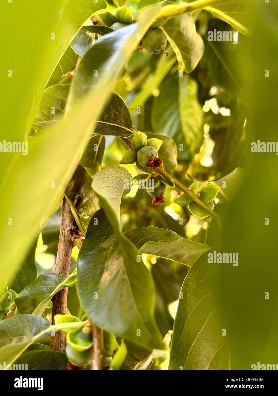 Diospyros lotus or Lotus Persimmon small date plum green undeveloped fruits during Summer in Bulgaria, Southeastern Europe, Balkans - Smartphone Captured Stock Image