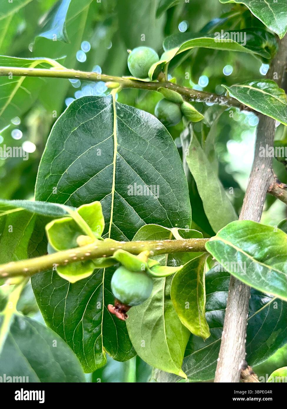 Lotus persimmon Diospyros lotus L. Ebenaceae or date-plum developing fruits during Summer, Caucasian persimmon lilac persimmon green fruits on branch - Smartphone Captured Stock Image