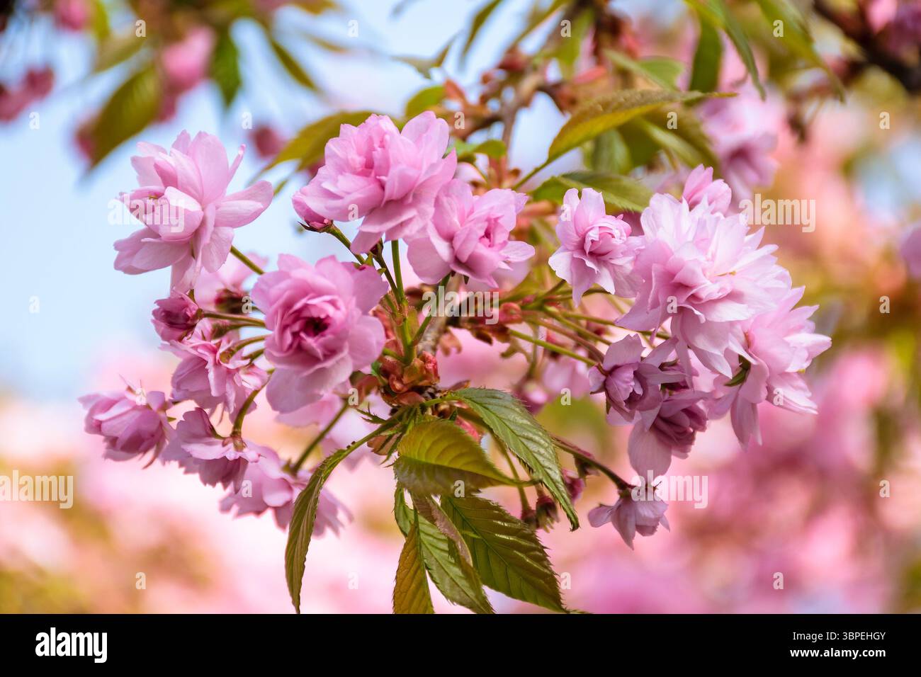 pink cherry blossom in spring. japanese culture in ukraine. shallow depth of field Stock Photo