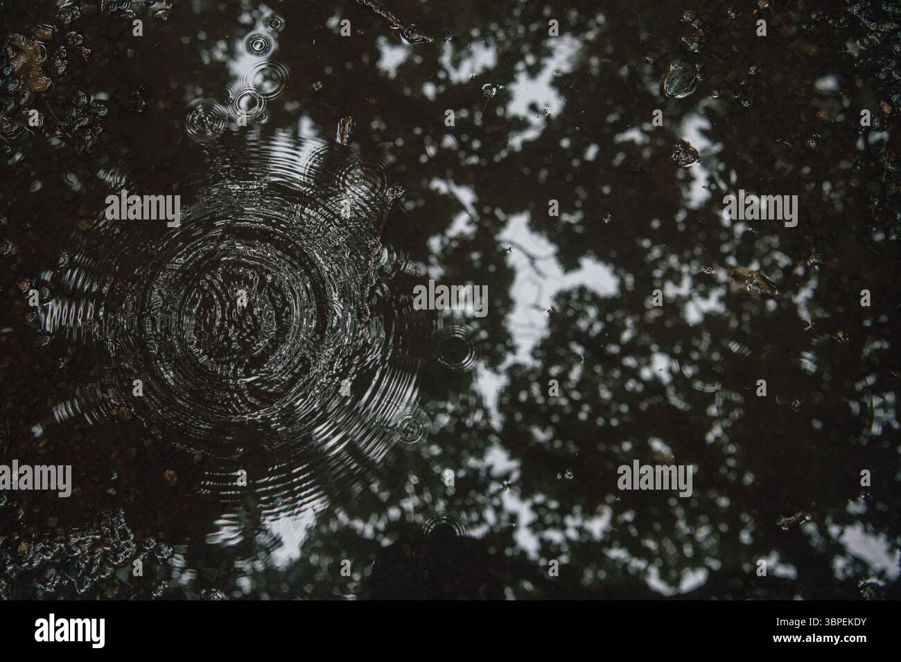 A single droplet distorts the world reflected in a puddle, rippling ...