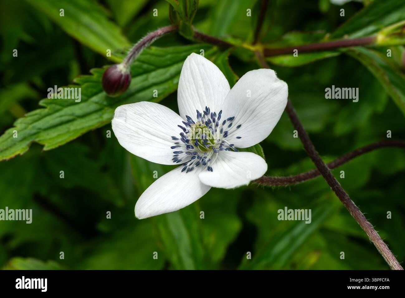 Anemone rivularis (Eriocapitella rivularis) a summer flowering plant ...