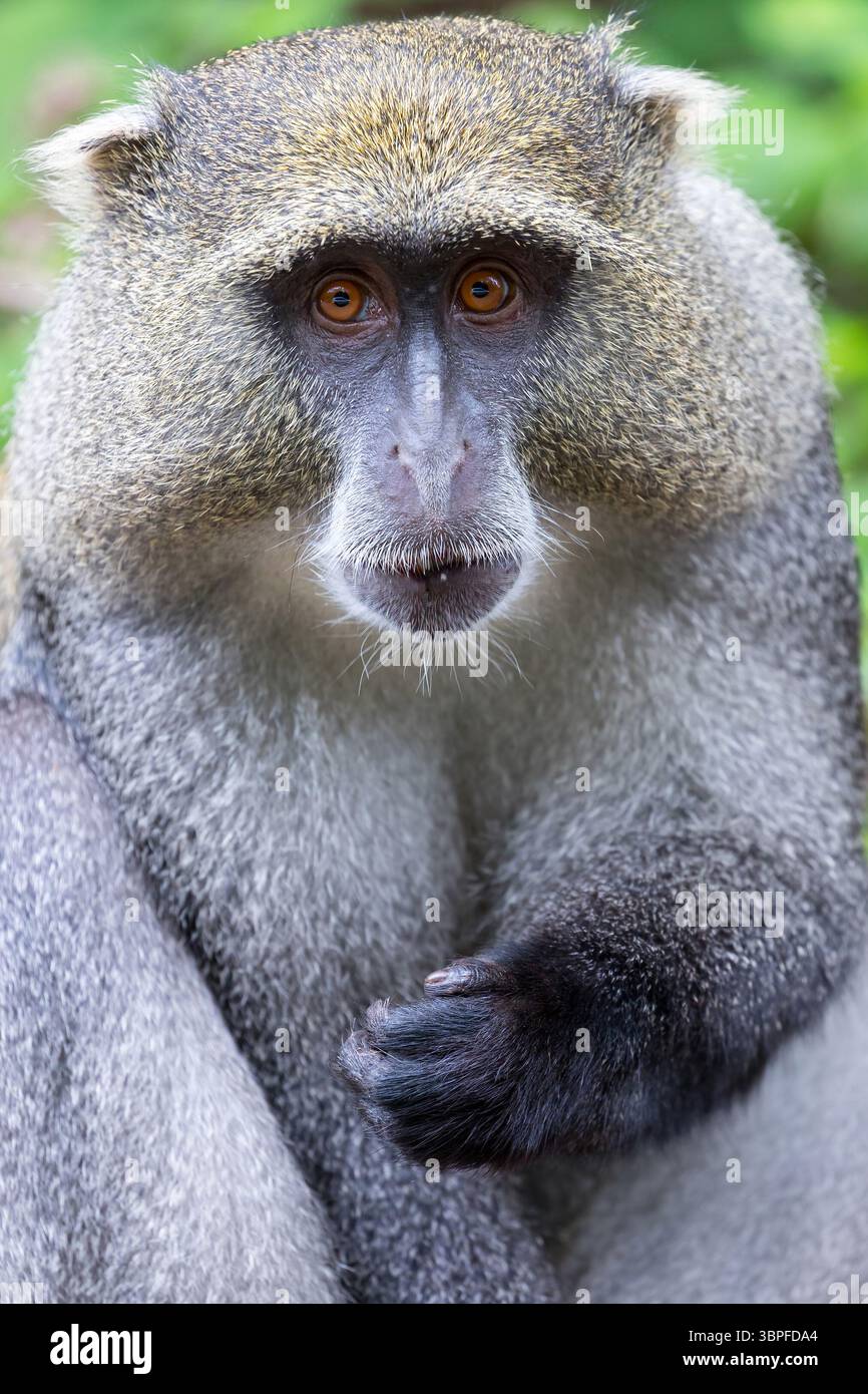 Samango white-throated monkey, Cercopithecus mitis, Cercopithecus mitis ...