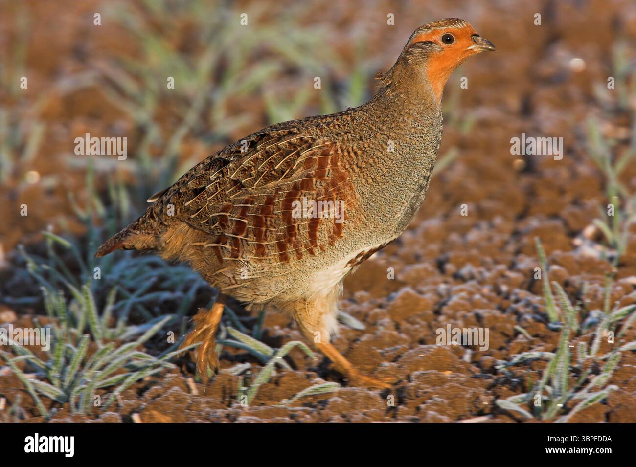 Partridge, Perdix perdix, animals, birds, gallinaceous birds, single animal, field, meadow, foraging, biotope, Stock Photo