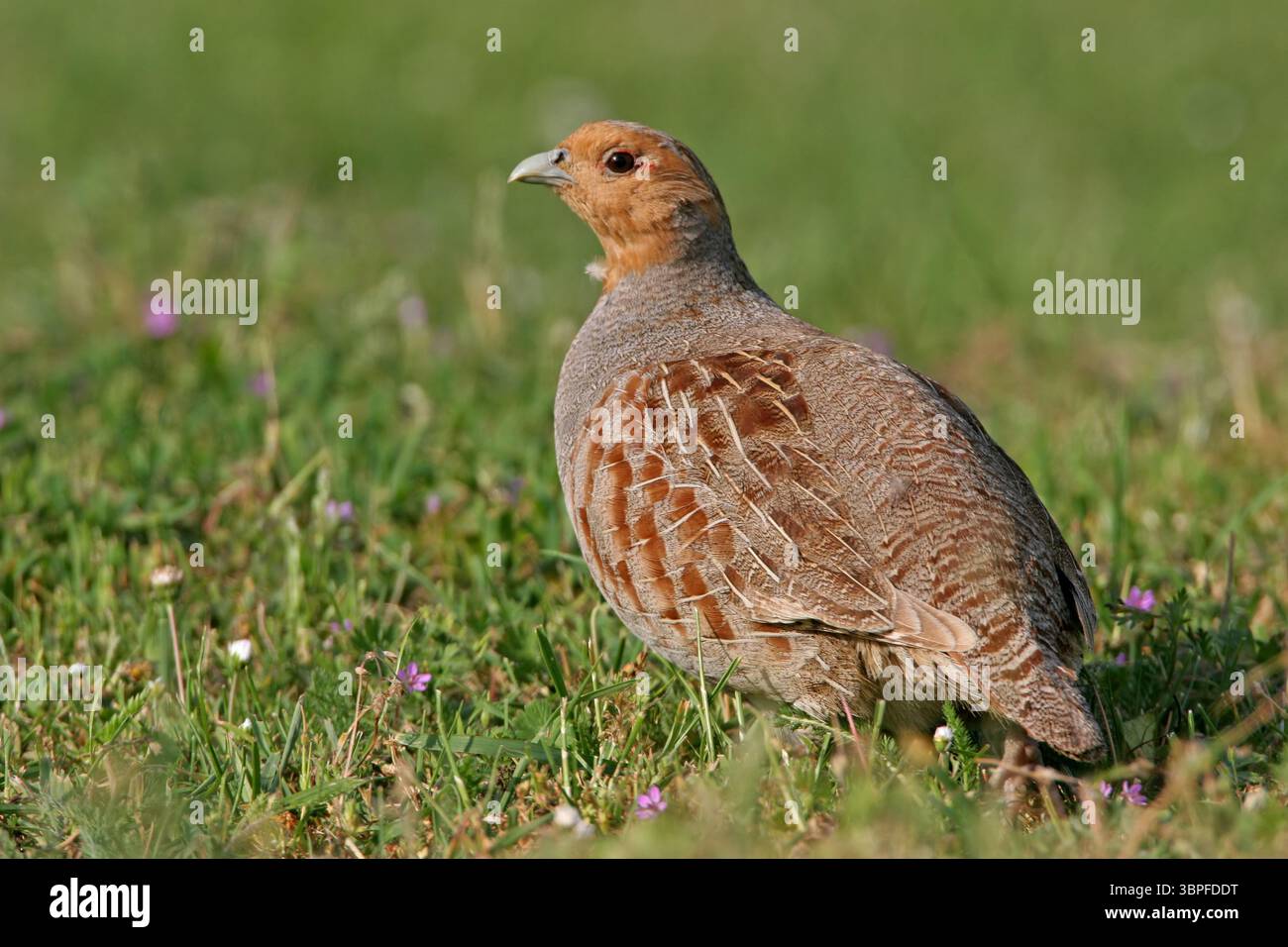 Partridge, Perdix perdix, animals, birds, gallinaceous birds, single animal, field, meadow, foraging, biotope, Stock Photo