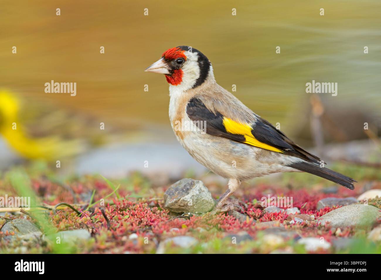 Finch Foraging Goldfinch, thistlefinch, Carduelis carduelis, biotope, habitat ...