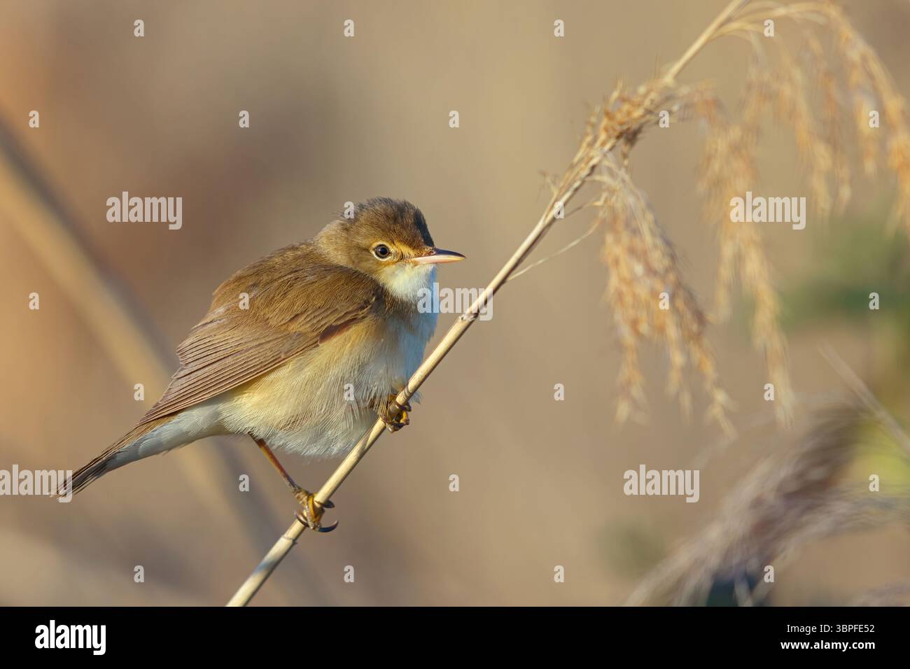 Reed Warbler, subspecies scirpaceus, Acrocephalus scirpaceus scirpaceus, Acrocephalus scirpaceus, animals, birds, songbirds, Stock Photo