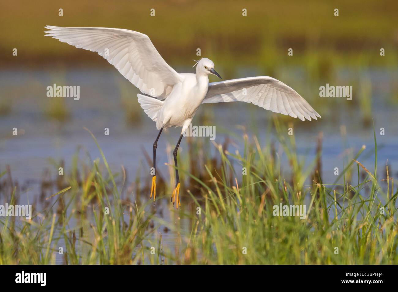 Animals Birds Herons Little Egrets Biotope Habitat Foraging animals-birds-herons-little-egrets-biotope-habitat-foraging