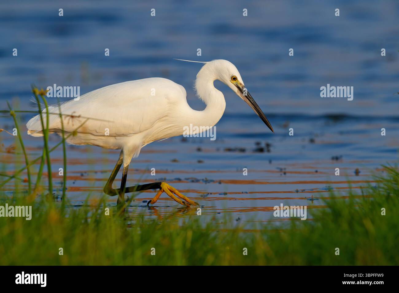 Animals Birds Herons Little Egrets Biotope Habitat Foraging animals-birds-herons-little-egrets-biotope-habitat-foraging