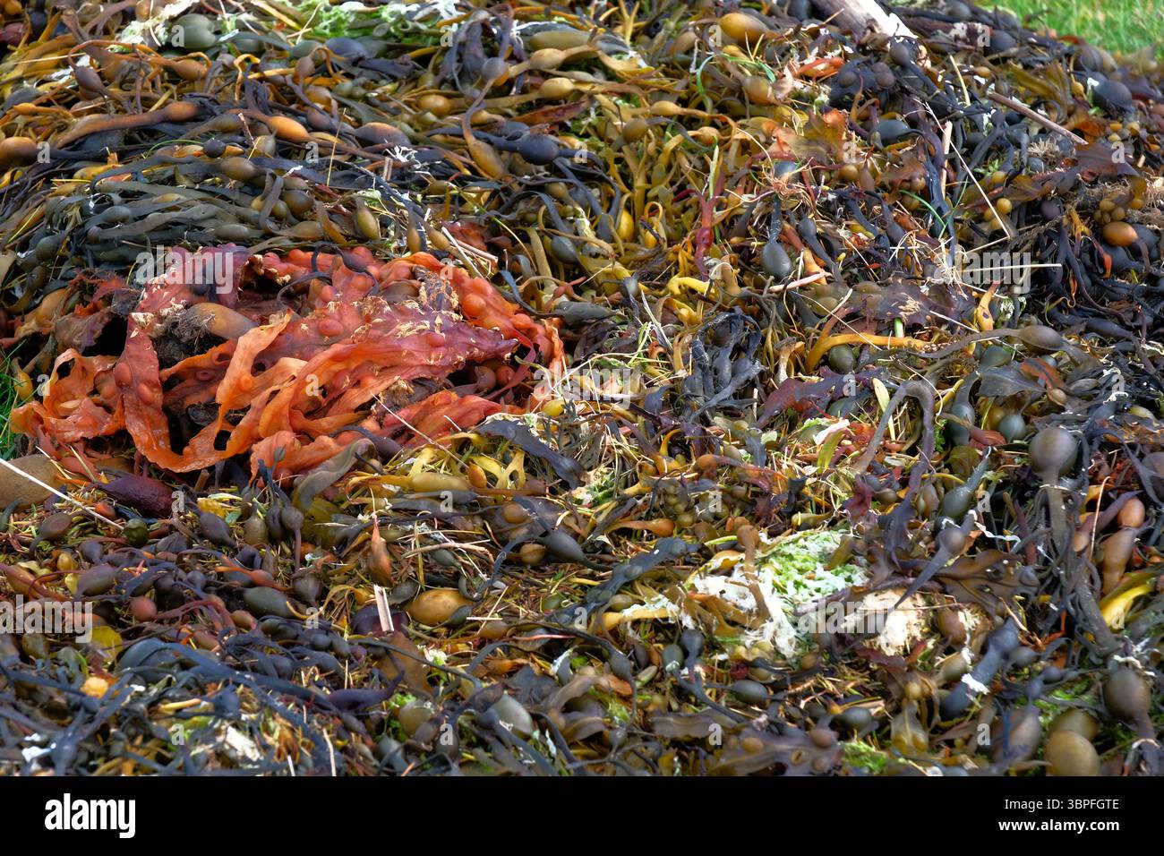 Colours of Sea Weed at St Abbs, Berwickshire, England Stock Photo