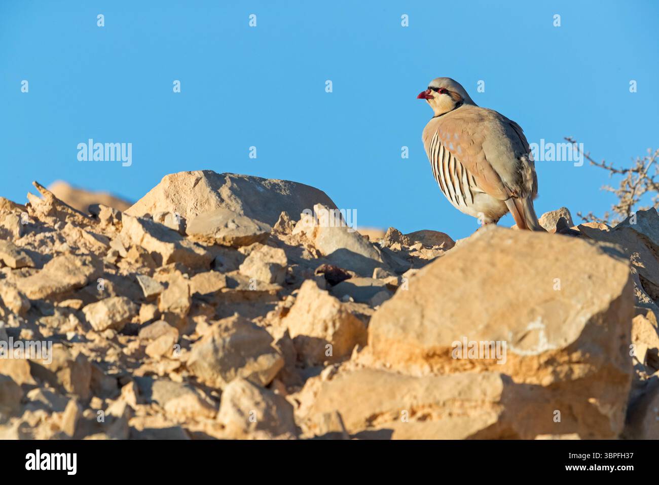 Chukar, Chukar, Alectoris chukar, animals, birds, Chukar-chicken ...