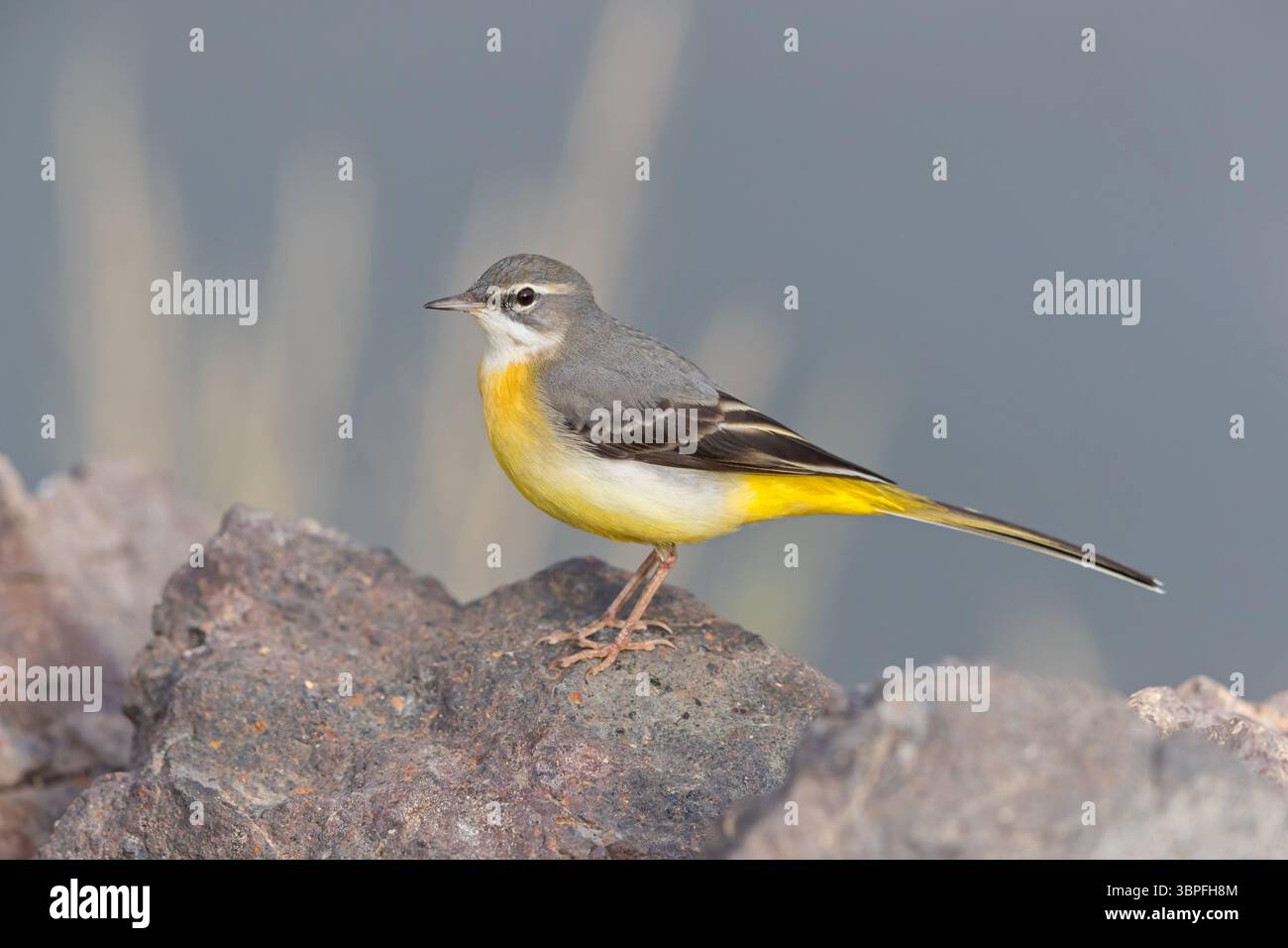 Grey Wagtail, Motacilla cinerea, biotope, animals, birds, songbird species, family of stilts and pipits, Stock Photo
