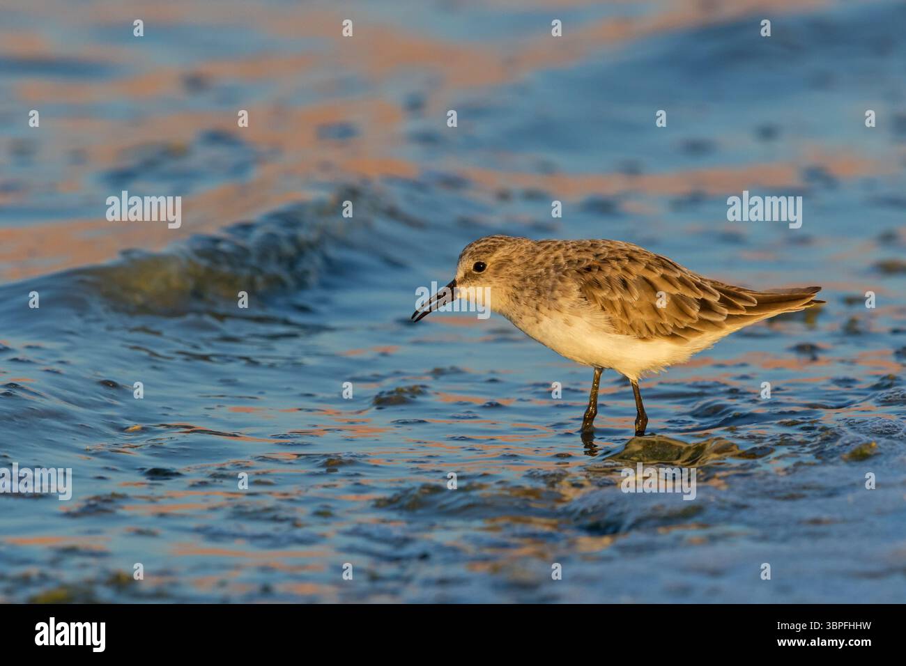 little-stint-calidris-minuta-biotope-habitat-foraging-beach-water