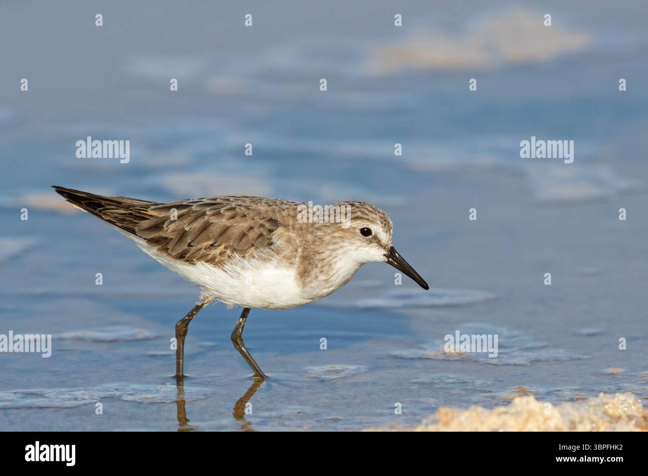 little-stint-calidris-minuta-biotope-habitat-foraging-beach-water