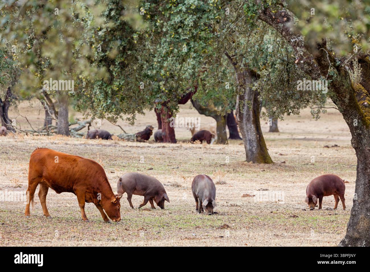 Iberian pig, Cerdo Ibérico, Porco ibérico, Iberian Pig, domestic cattle ...