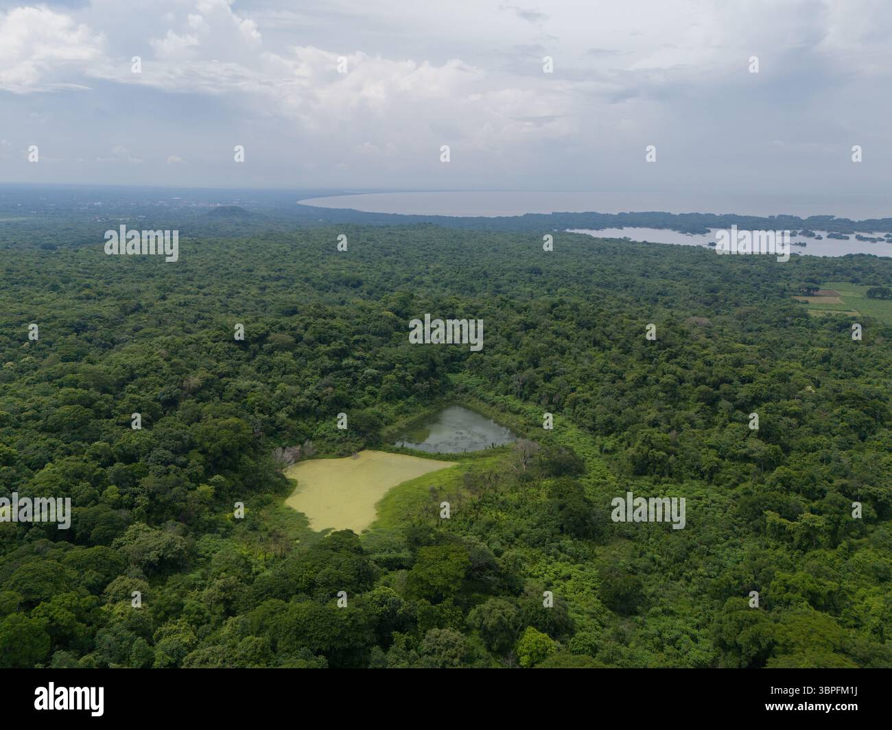 Drone dense jungle on tropical hi-res stock photography and images - Alamy